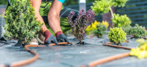 Why Hire a Multi-Site Landscaping Service